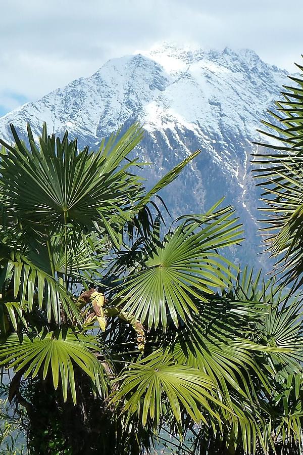 Palmen im Vordergrund und Berg mit Schnee auf dem Gipfel im Hintergrund