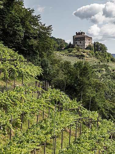 Weinreben mit der Burg Katzenstein in Meran im Hintergrund