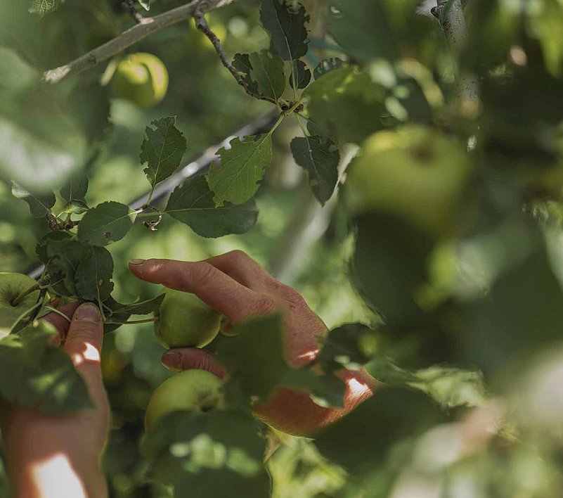 Apfelernte in Südtirol Eine Person pflückt einen Apfel vom Baum