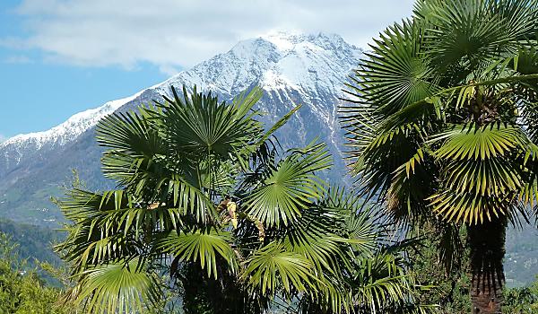 Palmen im Vordergrund und Berg mit Schnee auf dem Gipfel im Hintergrund