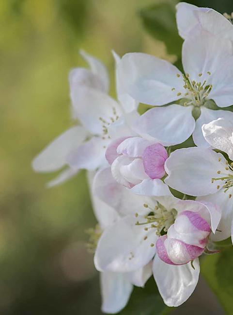 Apfelblüte in Meran, Südtirol, rund ums Hotel Das Sonnenparadies