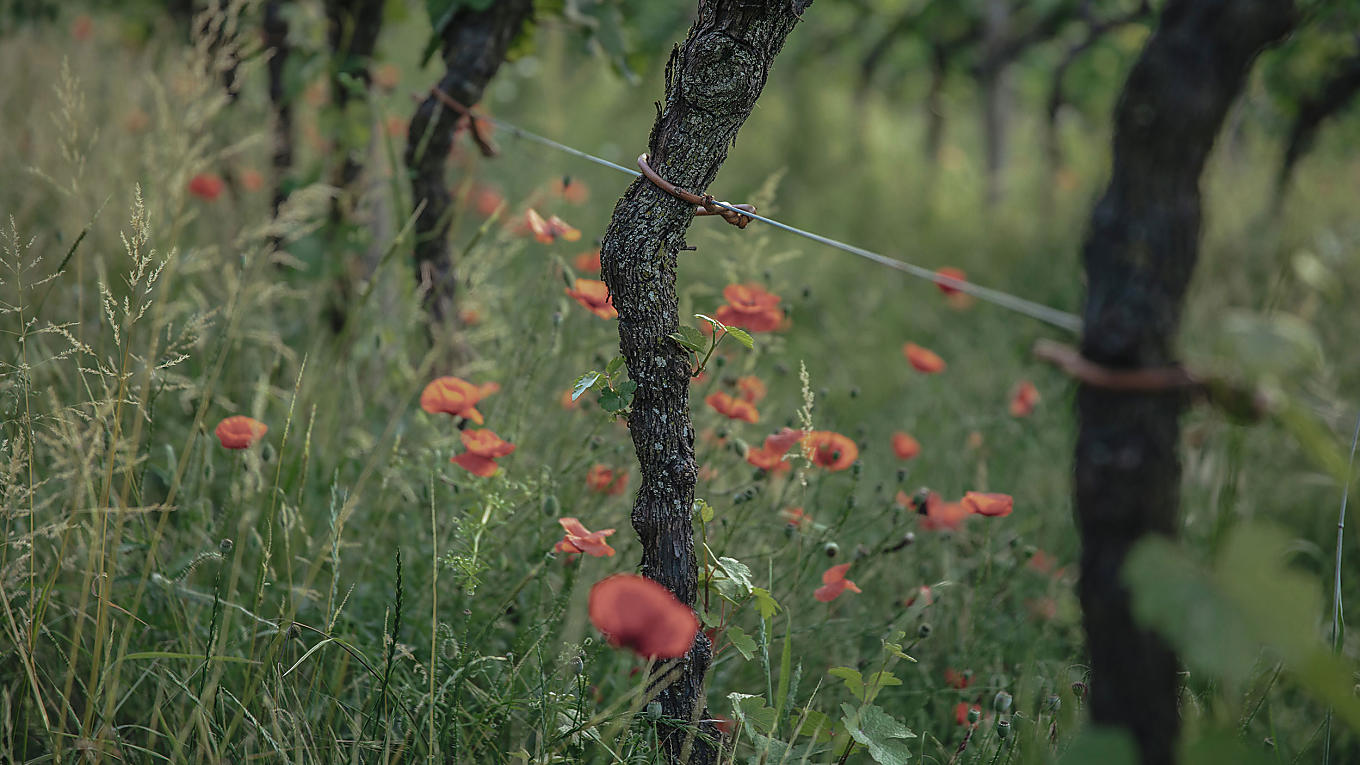 Enoteche di Merano: i migliori vini della regione